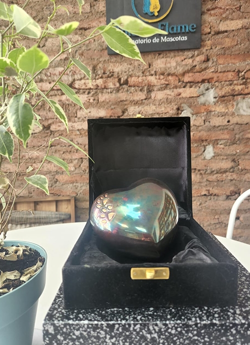 Corazón Tornasol