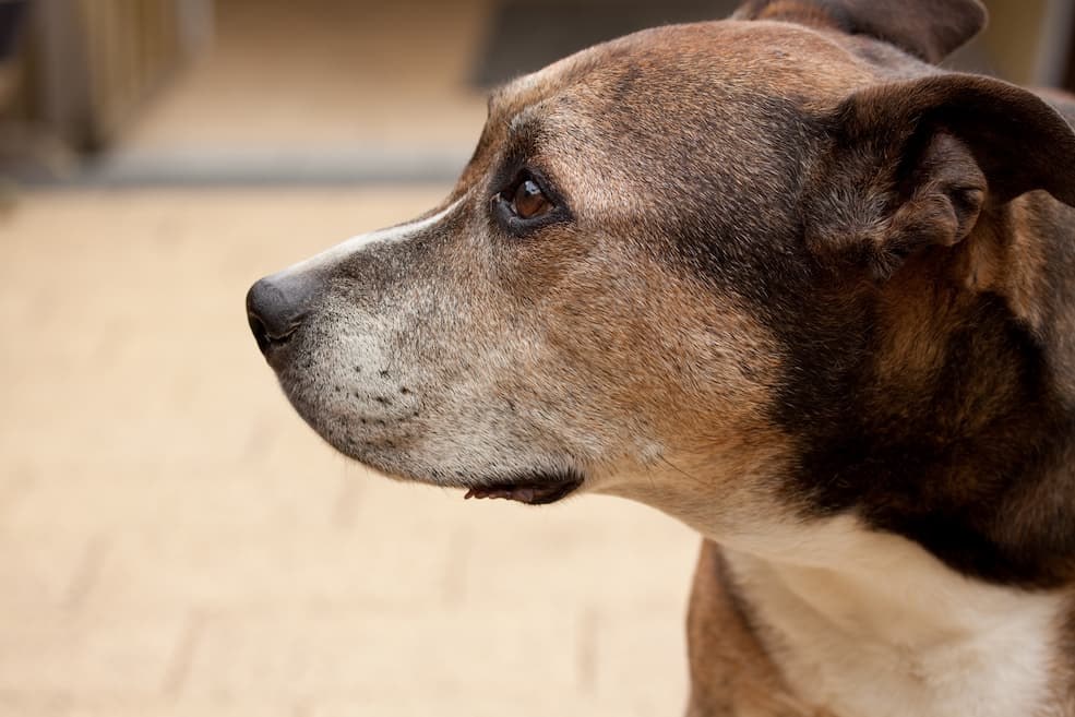 Cómo se contagia la sarna en perros